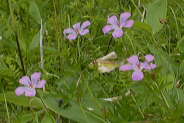 f0214649_9483017.jpg