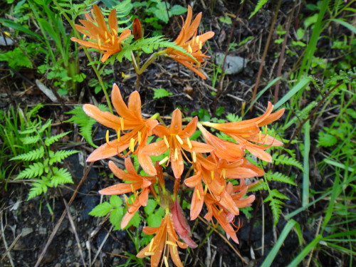 c0179351_1733138.jpg