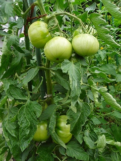 e0004756_2064783.jpg