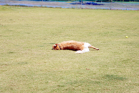 c0019774_17572717.jpg