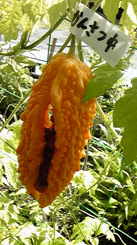 e0118274_2229911.jpg