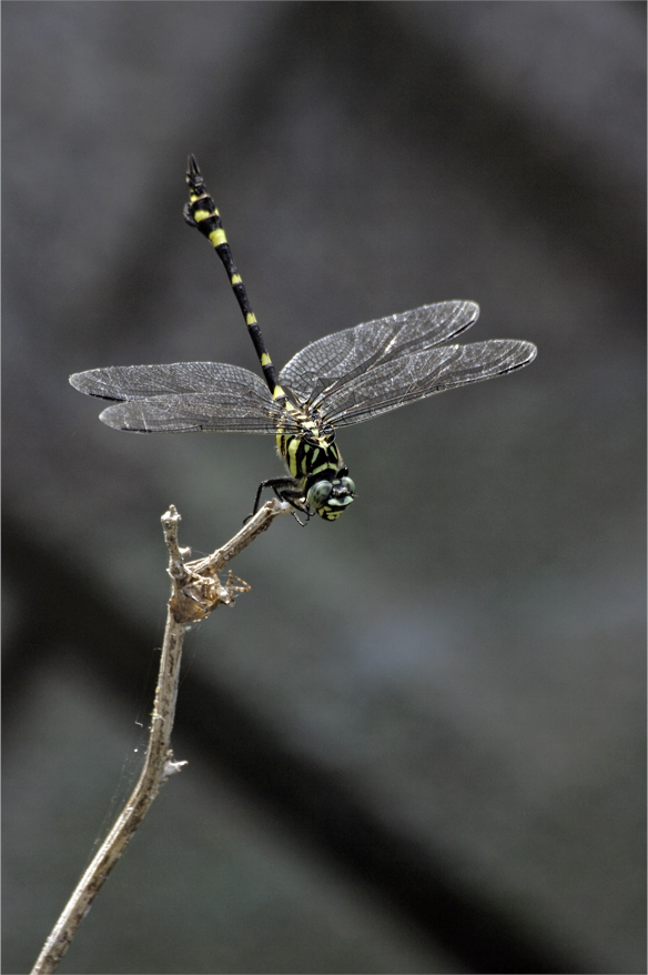 d0209988_20153915.jpg