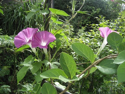 f0139520_0114519.jpg