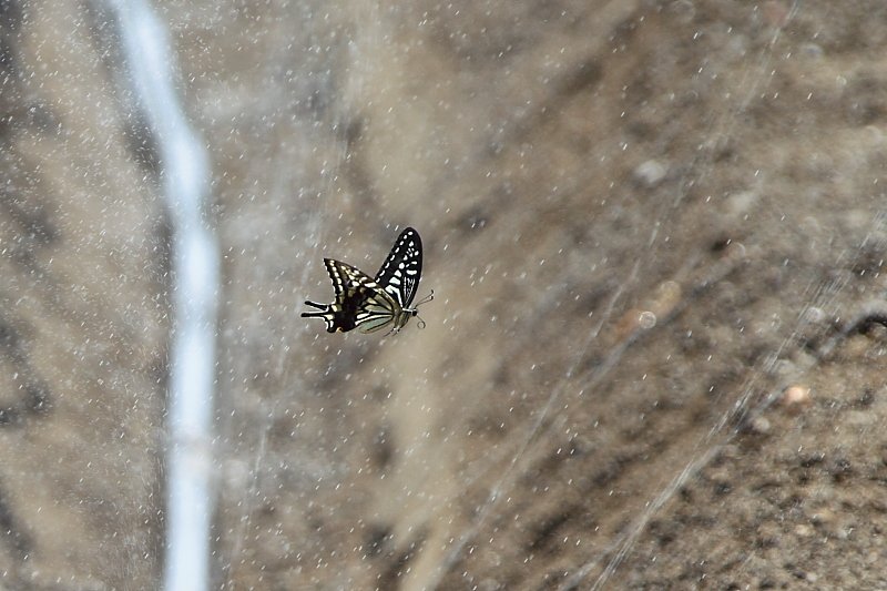 f0031423_1639158.jpg