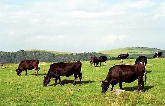 d0001533_22361070.jpg