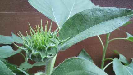 c0144868_14281075.jpg