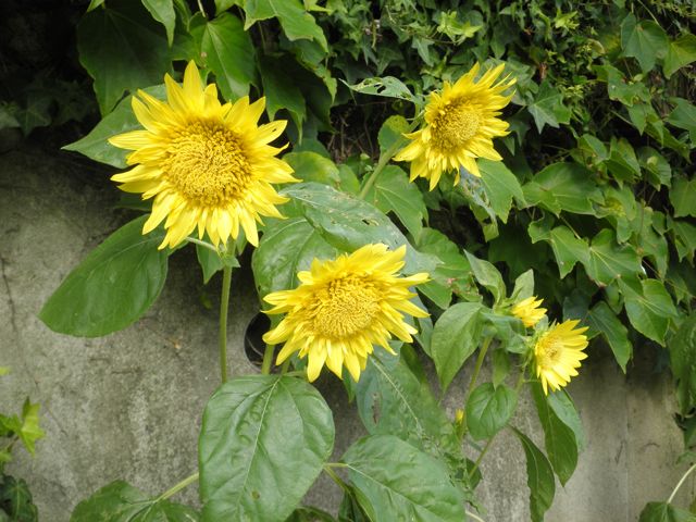 f0130894_2138445.jpg