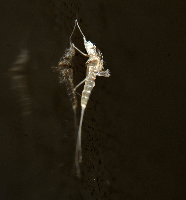 d0163696_1324617.jpg