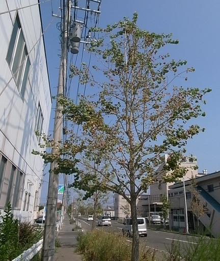 e0043700_2127050.jpg