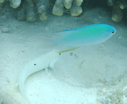 f0190653_1348527.gif