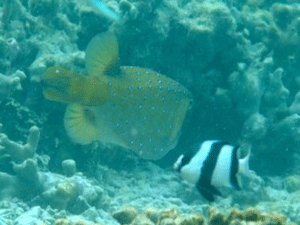 f0190653_1348555.gif