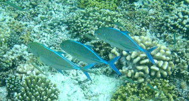 f0190653_1349164.gif
