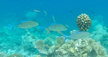 f0190653_13491926.gif