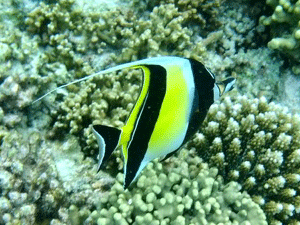 f0190653_13492249.gif