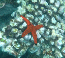 f0190653_13492521.gif