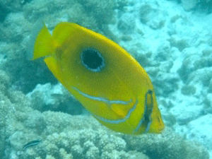 f0190653_13492881.gif