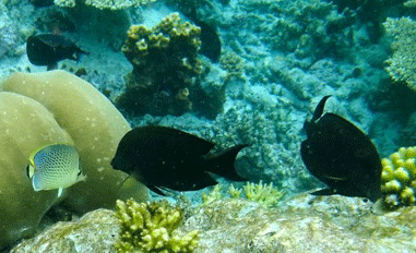 f0190653_135195.gif