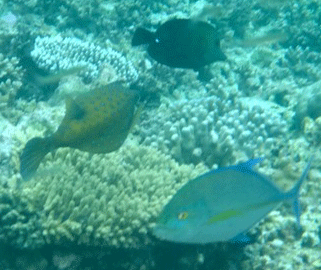 f0190653_13564369.gif