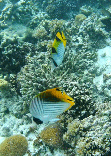 f0190653_1357095.gif