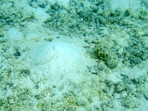 f0190653_13571133.gif