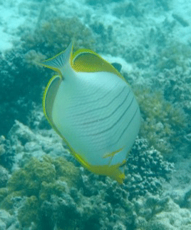f0190653_1357335.gif