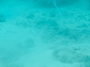 f0190653_145081.gif