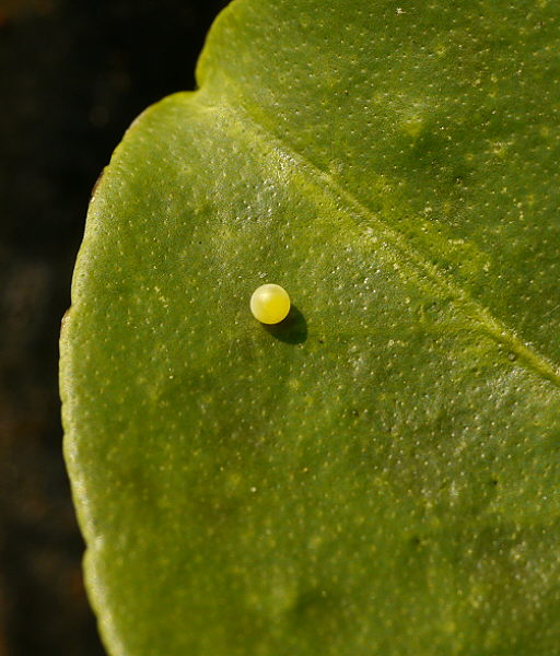d0091754_0564514.jpg