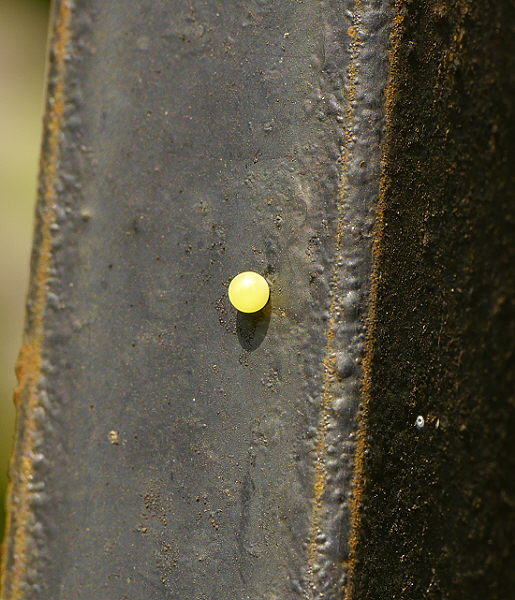 d0091754_057333.jpg