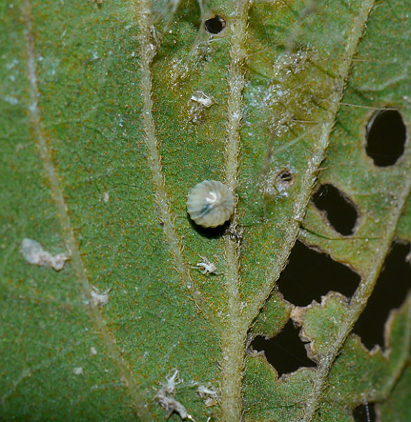 d0091754_1145648.jpg