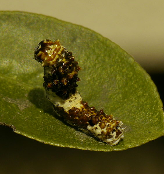 d0091754_163852.jpg