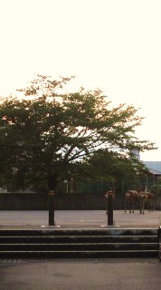b0225561_0101275.jpg