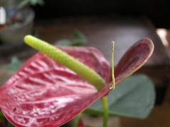c0190010_2131168.jpg