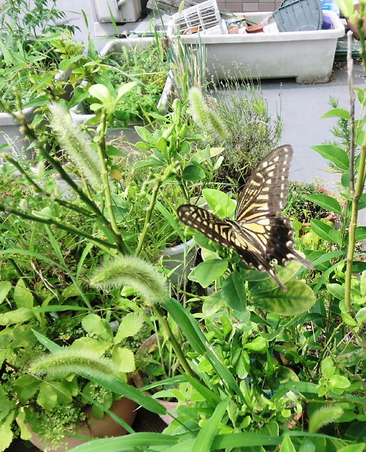 a0126632_2142465.jpg