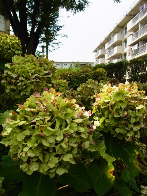 a0087341_945740.jpg