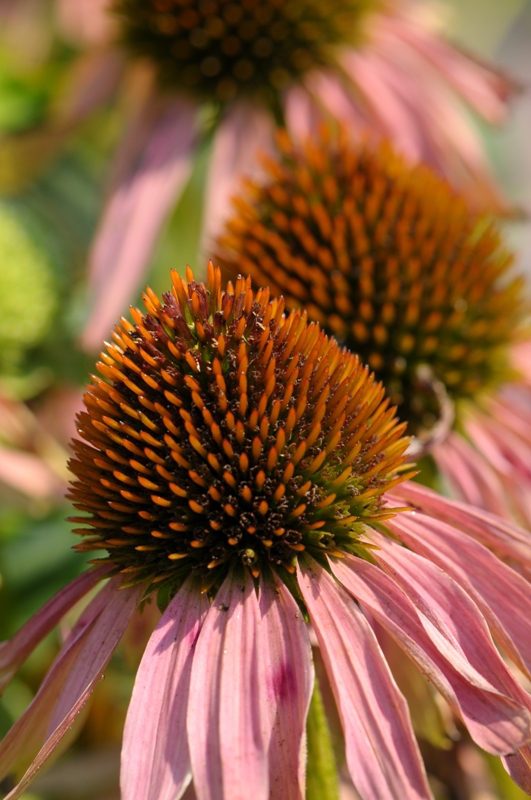e0095142_62256.jpg