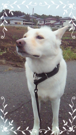 f0195543_20104396.jpg