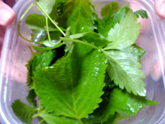 e0005548_18504564.jpg