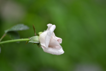 e0184558_9233242.jpg