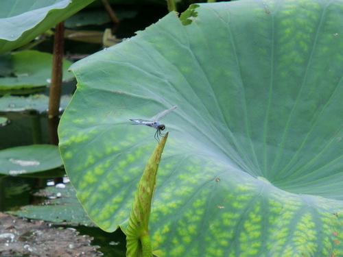 c0171468_2338640.jpg