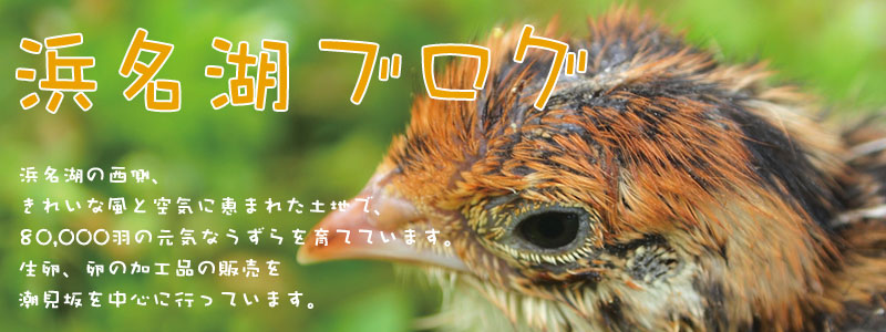 浜名湖ブログ　浜名湖の西側、きれいな風と空気に恵まれた土地で、80,000羽の元気なうずらを育てています。生卵、卵の加工品の販売を潮見坂を中心に行っています。