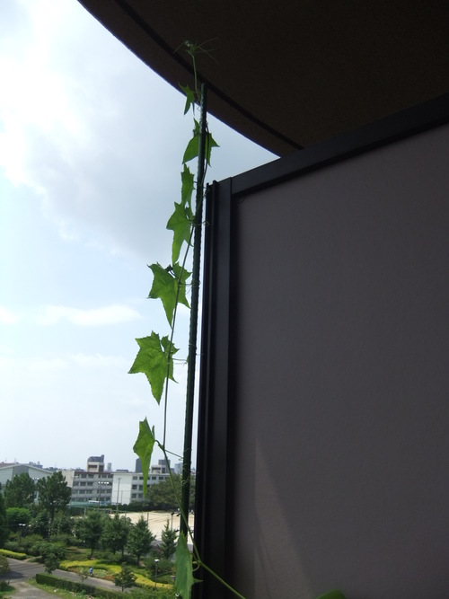 c0217013_1729397.jpg