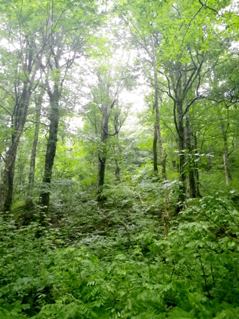b0177355_22155257.jpg