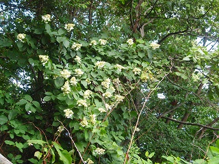 e0004756_20114322.jpg