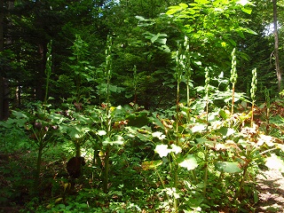 e0004756_2044295.jpg