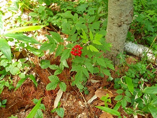 e0004756_2055449.jpg