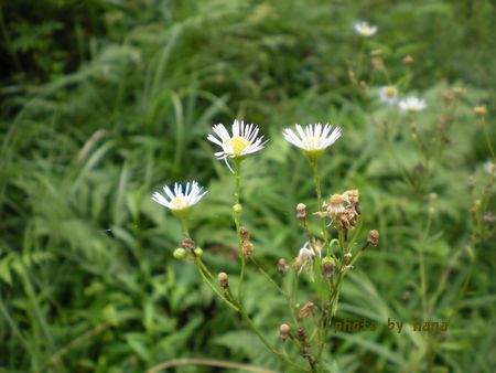 b0061107_595625.jpg