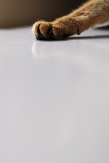 e0090124_6341035.jpg