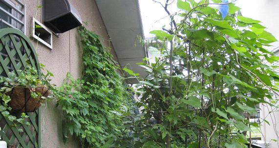 f0166824_2025734.jpg
