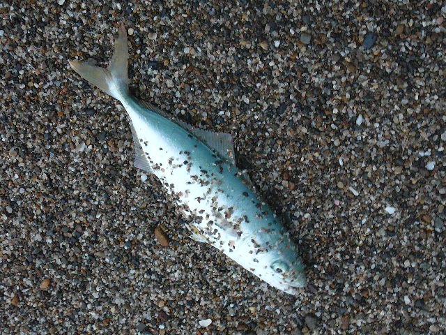c0194535_13315864.jpg