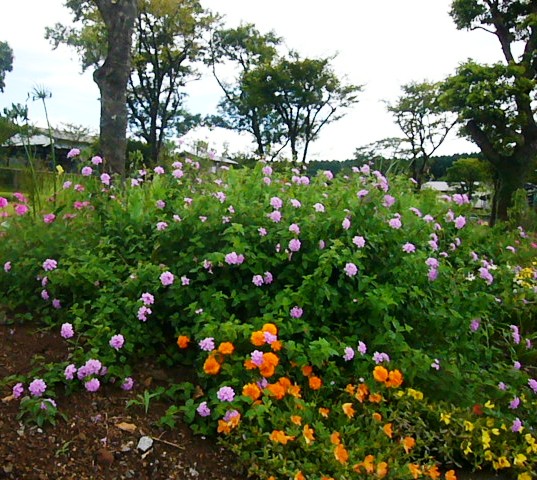 e0133535_170635.jpg